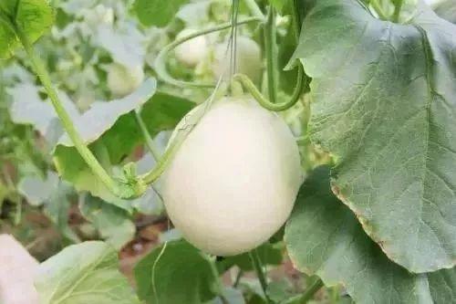 太原网红吃瓜事件,揭秘网络舆论的风暴与真相 第3张 太原网红吃瓜事件,揭秘网络舆论的风暴与真相 第3张